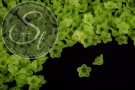 20 Stk. grüne Acryl-Blüten frosted 13mm-20