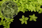 10 Stk. grüne Acryl-Blüten frosted 29mm-20
