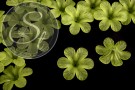 5 Stk. grüne Acryl-Blüten frosted 30mm-20