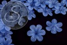 5 Stk. blaue Acryl-Blüten frosted 30mm-20