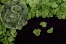 20 Stk. grüne Acryl-Blüten frosted 14mm-20