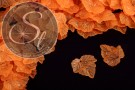 20 Stk. orange Acryl-Blätter frosted 24mm-20