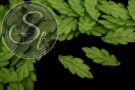 10 Stk. grüne Acryl-Blätter frosted 43mm-20