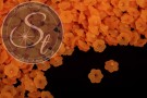 20 Stk. orange Acryl-Blüten frosted 12mm-20