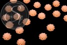 4 Stk. lachsfarbene Blumen Cabochons frosted 15mm-20