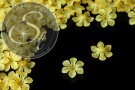 10 Stk. hellorange Acryl-Blüten frosted 26mm-20