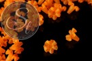 5 Stk. orange Acryl-Blüten frosted 20mm-20